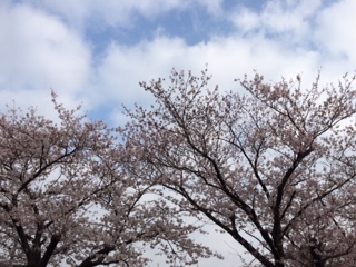 20150331桜
