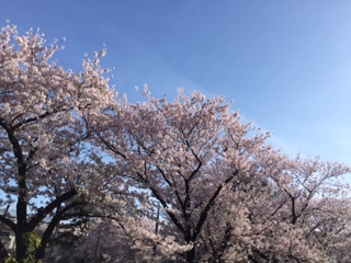 20150404桜